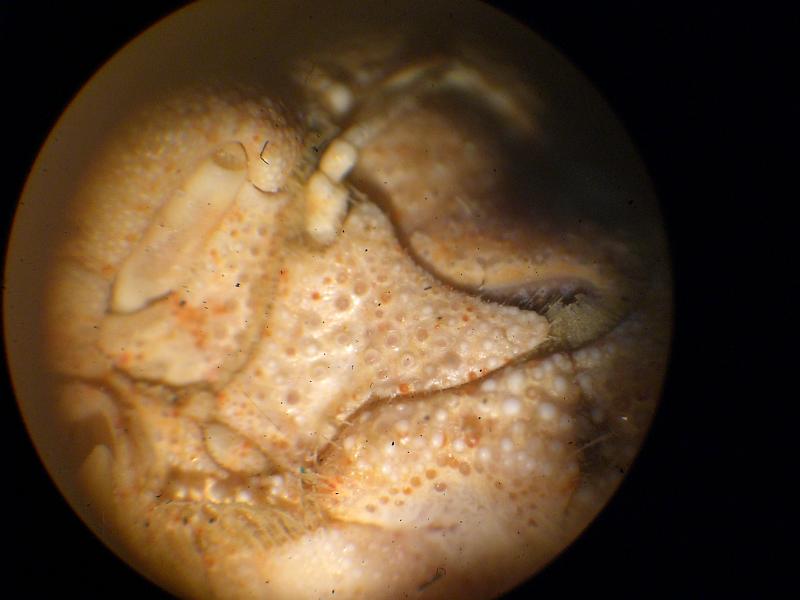 Calappa torulosa T.F.C. first article of antenna.JPG